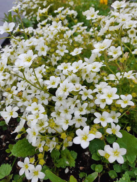 colourful flowerbed with Saxifraga rosacea or Irish saxifrage white small flowers - Photo, Image