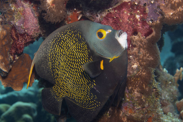 French angelfish on coral reef off the tropical island of Bonaire in the Caribbean Netherlands. - Photo, Image