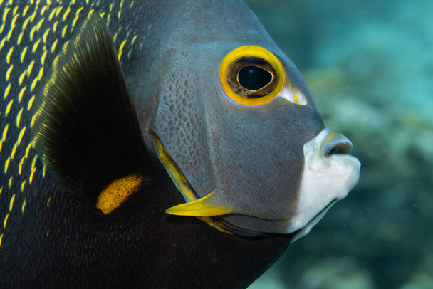French angelfish on coral reef off the tropical island of Bonaire in the Caribbean Netherlands. Closeup on the face. - Photo, Image