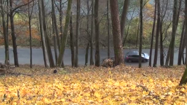 Hill leaves autumn car - Footage, Video