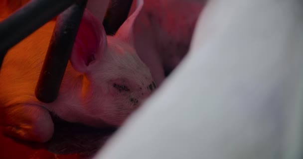 Cerdos en granja ganadera Producción de cerdo Crianza de lechones - Imágenes, Vídeo