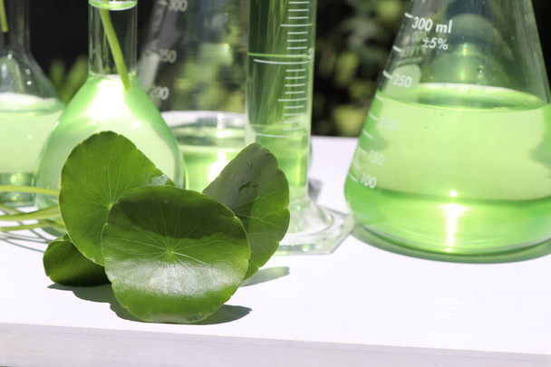 Centella asiatica bladeren en groen water in biologische reageerbuizen - Foto, afbeelding