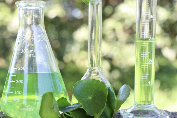 Centella asiatica Blätter und grünes Wasser im biologischen Reagenzglas - Foto, Bild