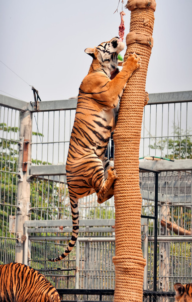 tijger trainning - Foto, afbeelding