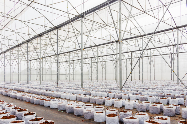 preparation coco peat in greenhouse  for cultivation vegetable   - Photo, Image