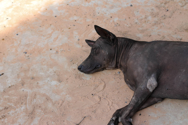 The black female dog sleeps on the cement floor. - Photo, Image