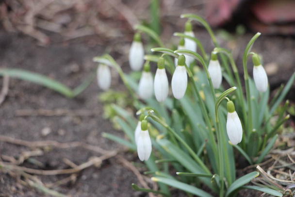 Fiori primaverili di bucaneve. Delicato fiore di goccia di neve uno dei simboli di primavera ci dice che l'inverno sta partendo e la primavera arriva. - Foto, immagini