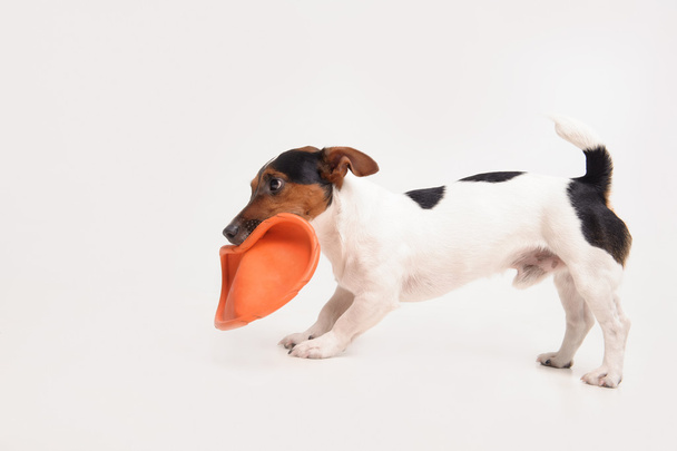 Russell terrier with frisbee - Foto, immagini
