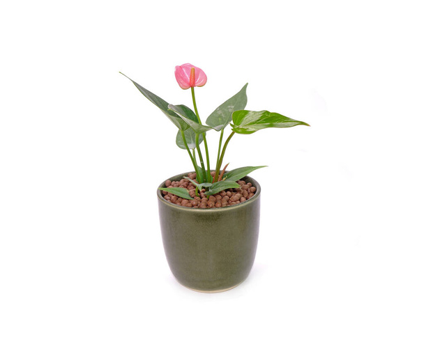 Fiore di Anthurium in vaso isolato su fondo bianco. L'Anthurium è una pianta da fiore. Nomi comuni generali includono anthurium, tailflower, fiore di fenicottero, e laceleaf. - Foto, immagini