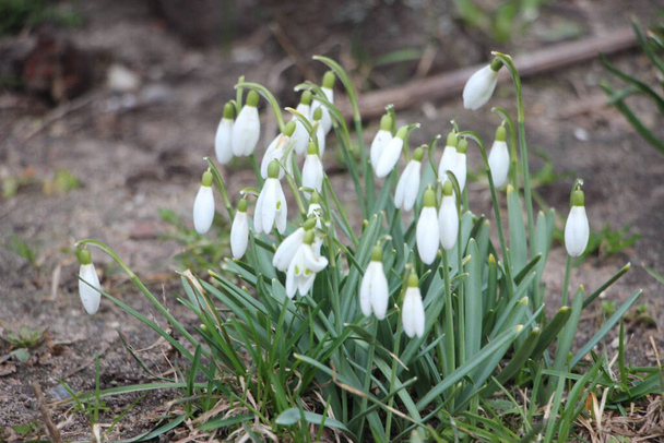 Kar damlası bahar çiçekleri. İlkbahar sembollerinden biri olan narin kar damlası bize kışın gittiğini ve baharın geldiğini söylüyor.. - Fotoğraf, Görsel