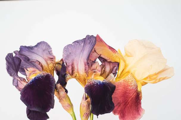 A closeup of drying irises isolated on a gray background with space for text - 写真・画像