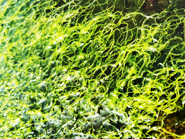 A closeup shot of underwater moss - Valokuva, kuva