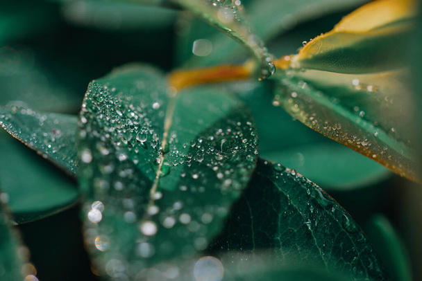 A closeup shot of raindrops on green leaves - great for wallpaper - 写真・画像