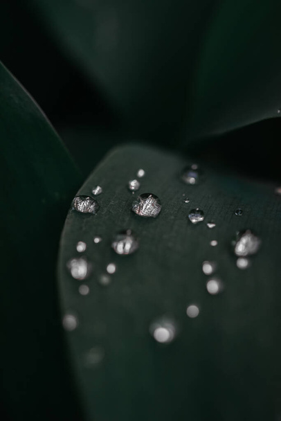 A closeup shot of green leaves covered in dewdrops - Fotó, kép