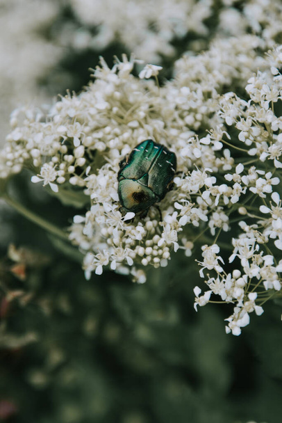 A vertical shot of a bronze beetle on white flower - Foto, Bild