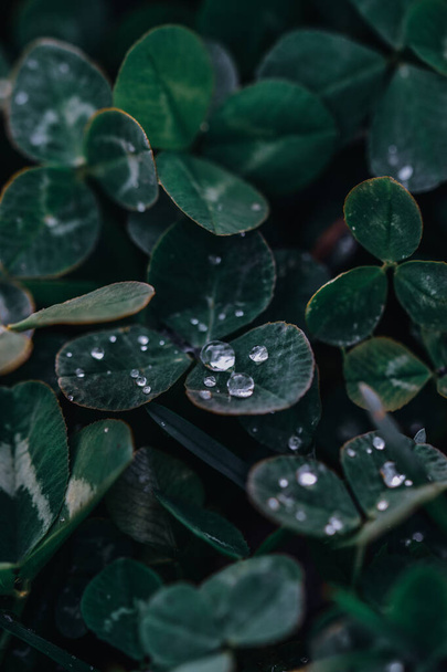A closeup of leaves with a few drops of water at a garden - Foto, afbeelding