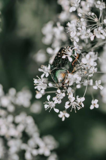 Ein vertikaler Schuss glänzender Käfer auf weißen Kerbelblüten - toll für Tapeten - Foto, Bild