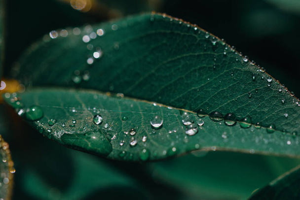 A selective focus of water droplets on the surface of a green leaf - Foto, imagen