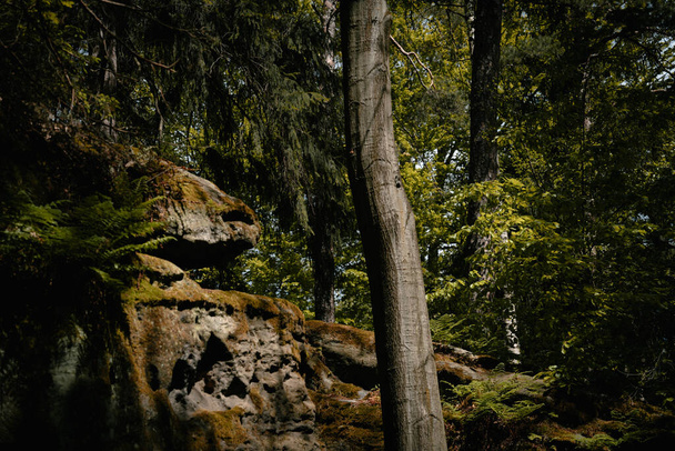 A closeup shot of overgrown rocks and trees with moss in a forest - Valokuva, kuva