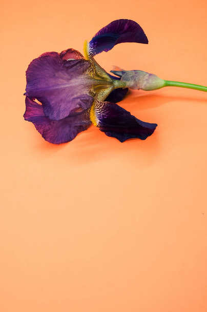 Een verticaal shot van paarse irisbloem met kopieerruimte geïsoleerd op een oranje achtergrond - Foto, afbeelding