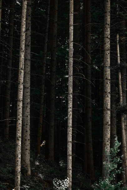 A vertical shot of tall pine trees in the forest - Фото, зображення
