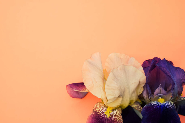 A closeup of purple and white iris flowers with copy space isolated on an orange background - Foto, imagen