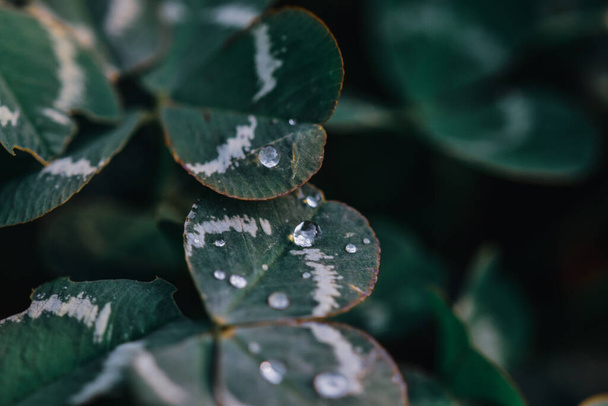 A closeup shot of raindrops on variegated clover leaves - great for wallpaper - Foto, Imagem