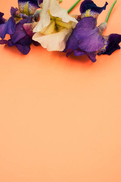 A vertical shot of purple and white iris flowers with copy space isolated on an orange background - Photo, image