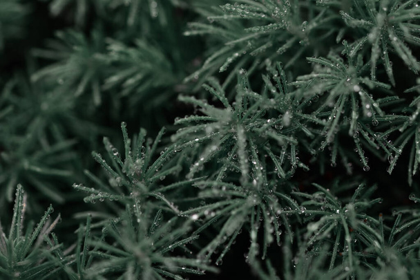 Um tiro de close-up de uma planta verde com gotas de água na floresta - Foto, Imagem