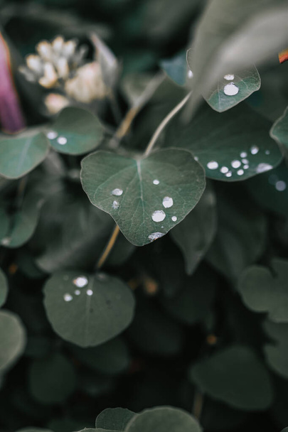 A closeup shot of green leaves covered in dewdrops - 写真・画像