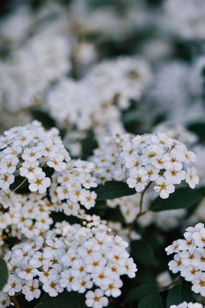 A closeup shot of beautiful white alyssum flowers in a garden - Foto, Bild