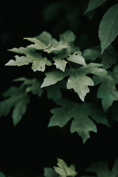 A vertical shot of green leaves against a dark background - Fotografie, Obrázek
