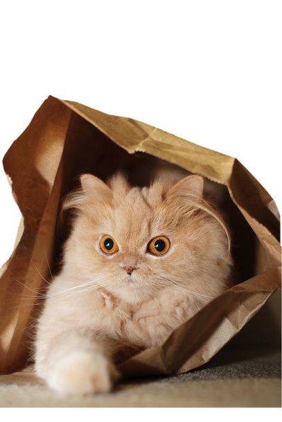Cat hiding in the bag - Φωτογραφία, εικόνα