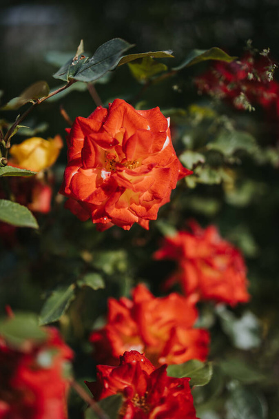 A closeup shot of beautiful roses - Zdjęcie, obraz