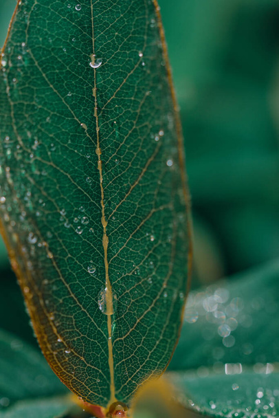 A vertical shot of raindrops on a green leaf - great for wallpaper - Fotoğraf, Görsel