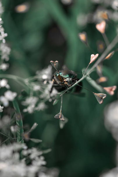 A closeup shot of a green bug on a branch of a plant - 写真・画像