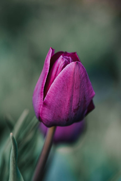 A closeup of a beautiful purple tulip flower against a blurry background at a garden - 写真・画像
