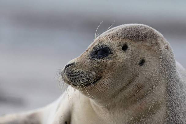 The portrait of a happy smiling seal in Helgoland, Germany - Фото, зображення