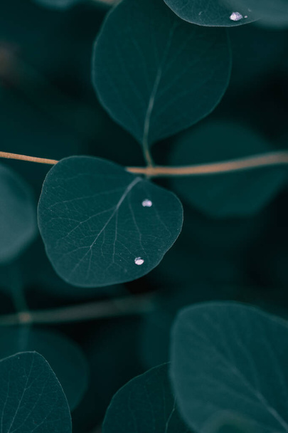 A vertical shot of a green plant leaves with some waterdrops in the forest - Foto, imagen