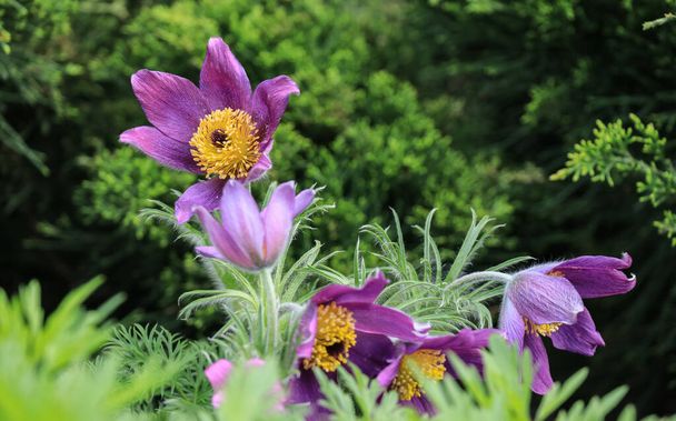 濃い背景にふわふわの茎を持つ紫色のプラスティラの花の茂み - 写真・画像