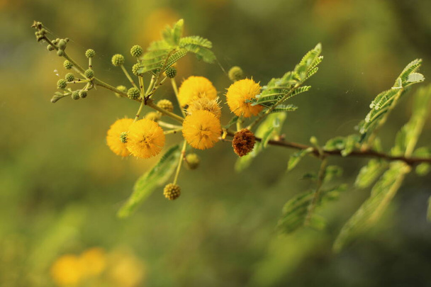 Ένα κίτρινο λουλούδι Vachellia nilotica - Φωτογραφία, εικόνα