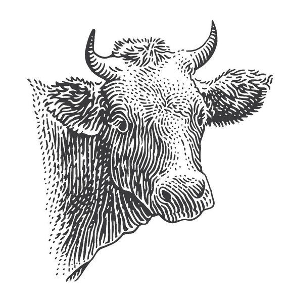 Ilustracja stylu grawerowania głowy krowy. Wektor. - Wektor, obraz