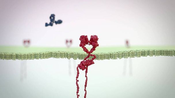 medizinisch 3D-Illustration eines Antikörpers - Foto, Bild
