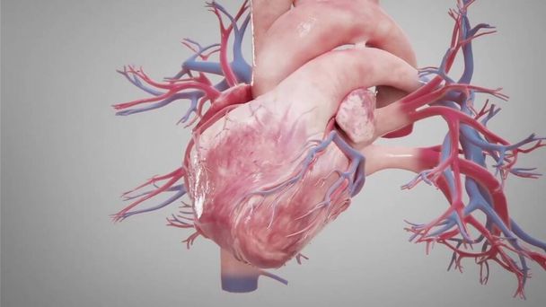 Illustration cardiaque médicale 3D - Photo, image