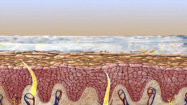 Bőranatómia. Emberi test bőr illusztráció alkatrészek véna verejtékezés mirigy epidermisz dermis és hypodermis. A bőrréteg szerkezetének emberi keresztmetszete - Fotó, kép