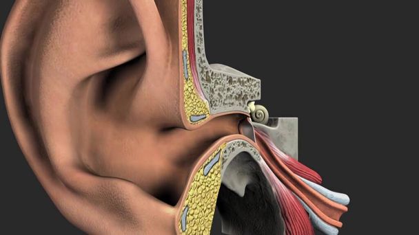 Анатомия человеческого уха. - Фото, изображение