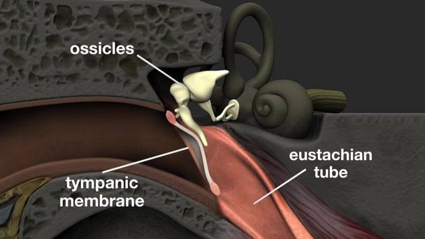 Anatomía del oído humano. - Foto, imagen