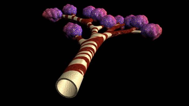 Menschliche Lungen mit Bronchien des Modellnetzes. Looping Bewegung animiertes 3D-Modell. - Foto, Bild