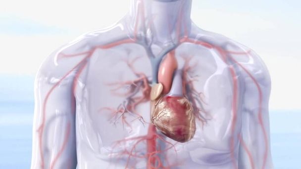 Sistema Circulatório Humano Anatomia do Batimento Cardíaco. Renderização 3D - Foto, Imagem