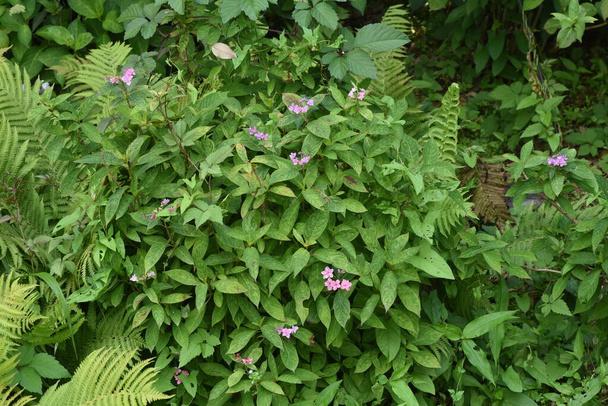 Flores de té del cielo (Hydrangea serrata). - Foto, imagen